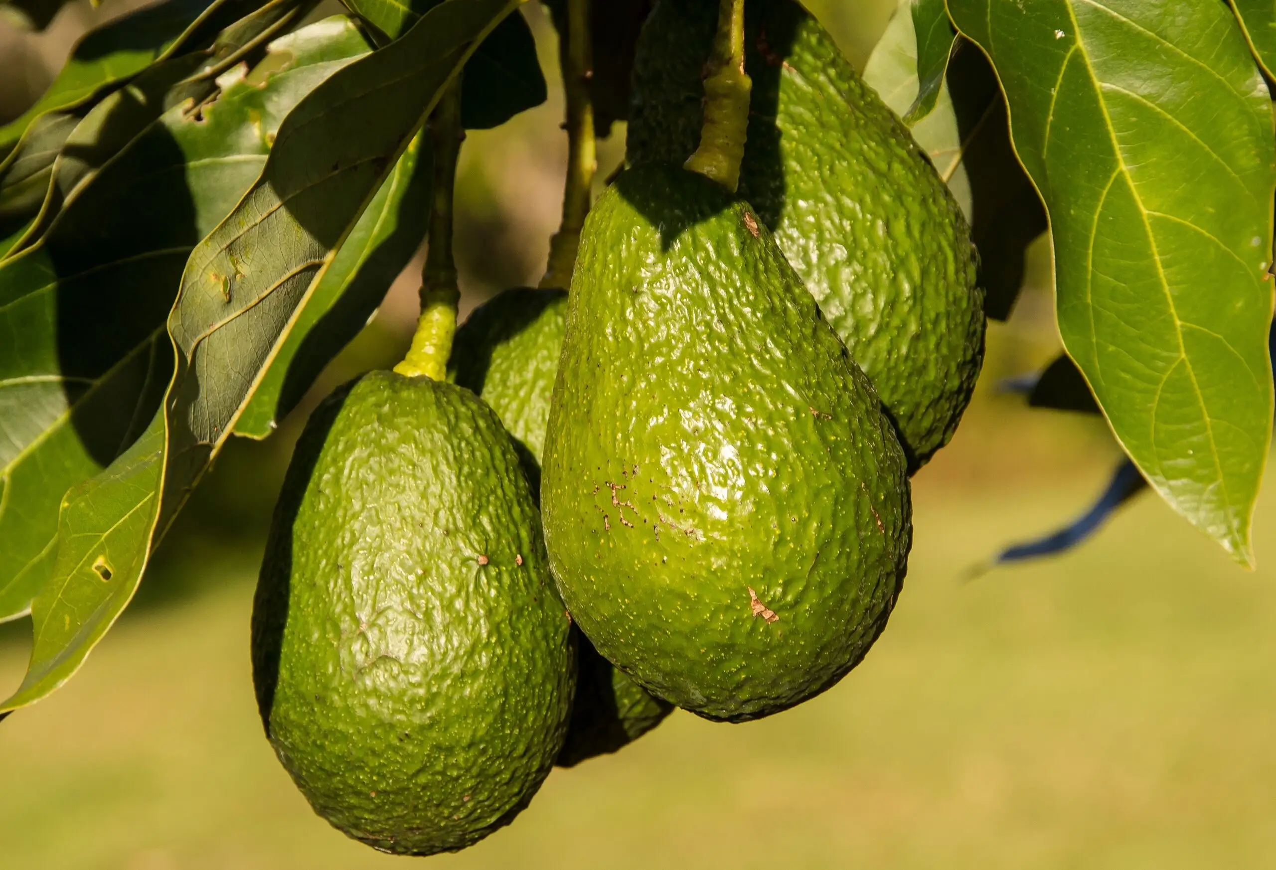 Avocados ripening on the tree