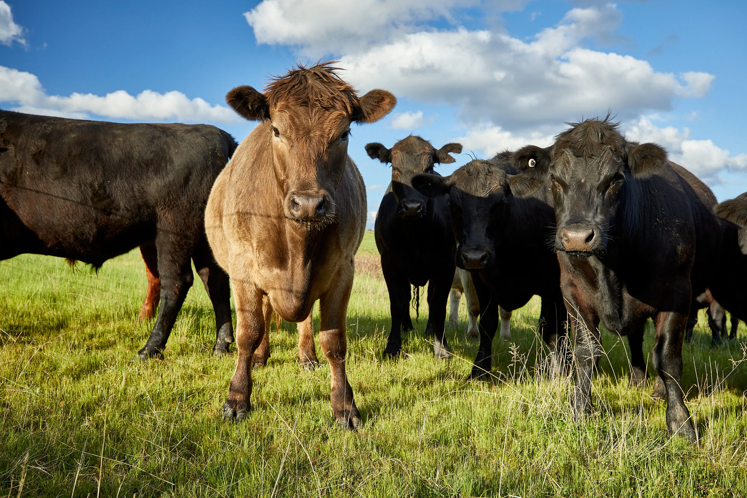 Cattle in a paddock facing the camera