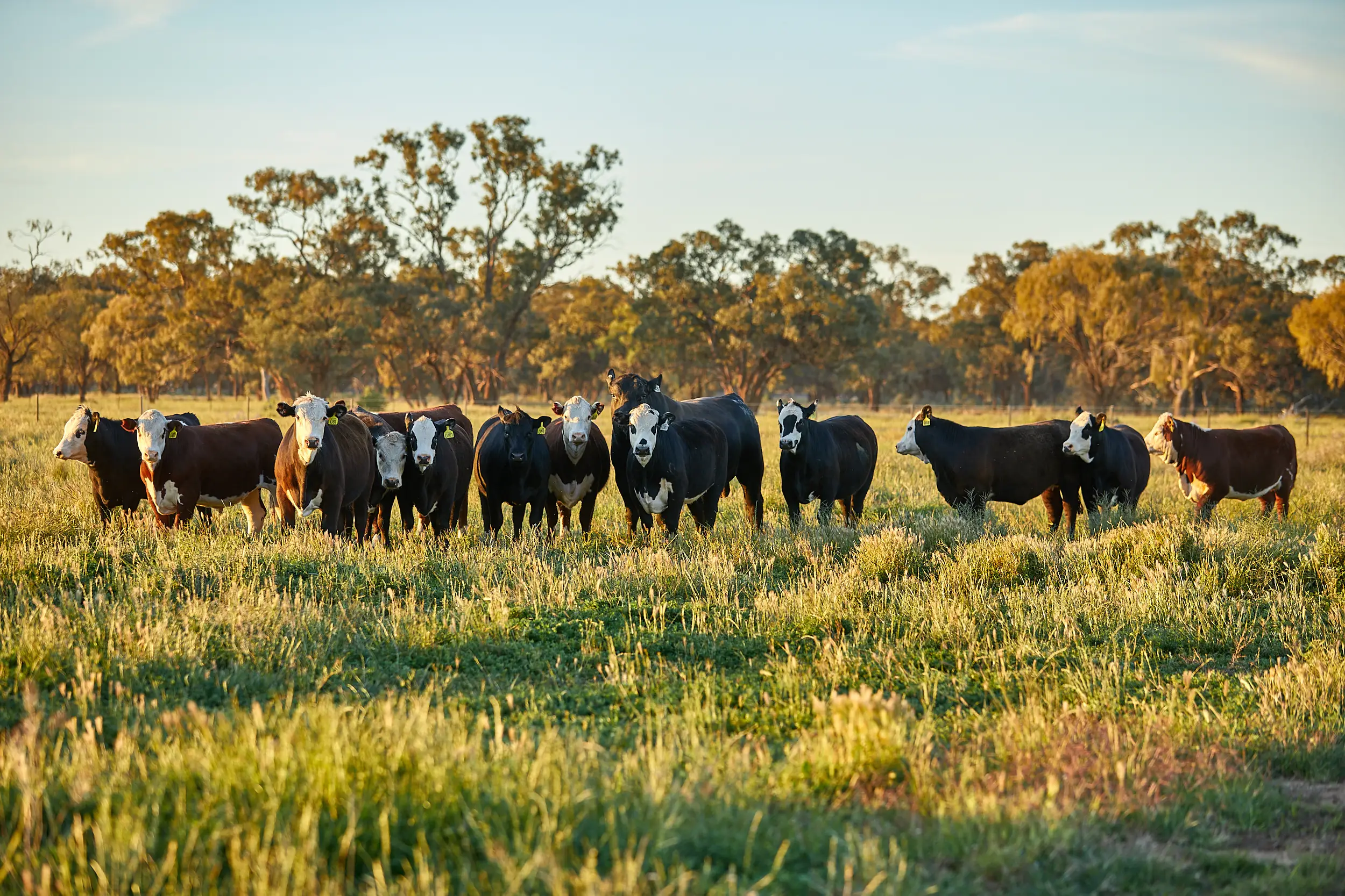 Transporting feeder cattle: the shrink you can control