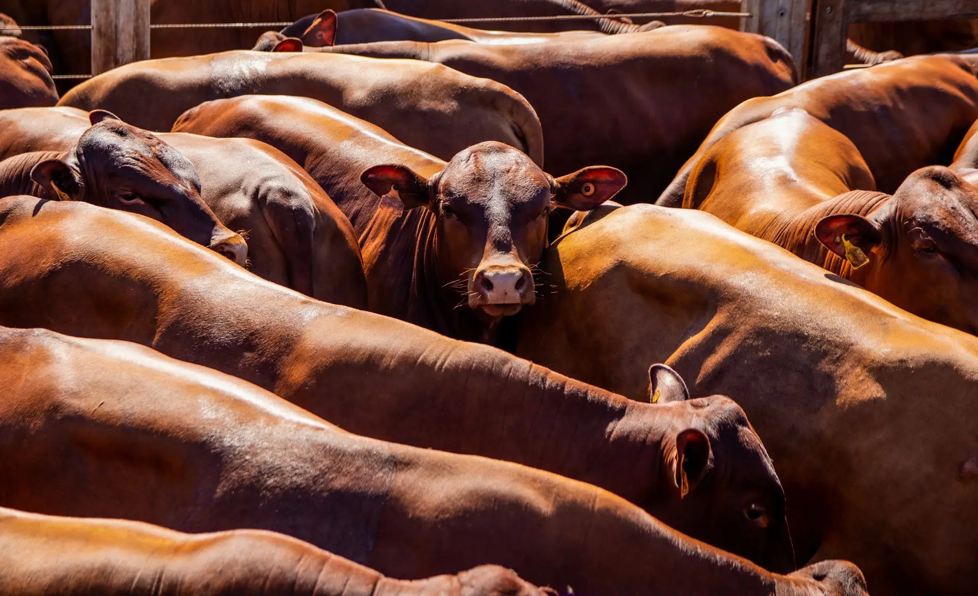 Shade and shelter in Australian feedlots: choosing the right structure
