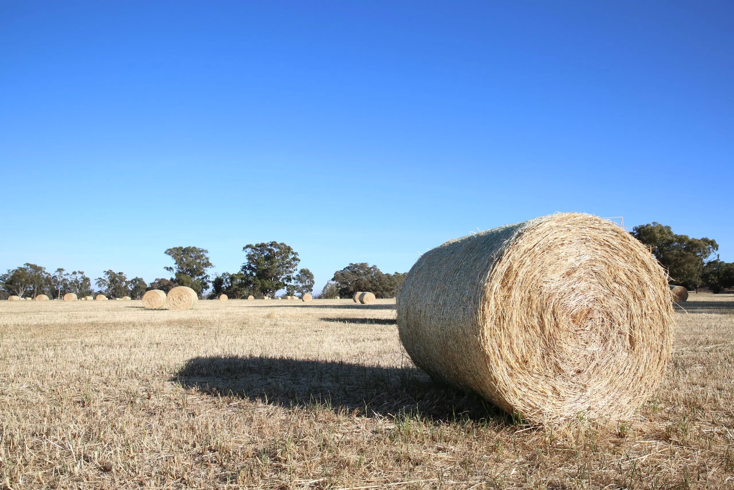Hay bales in a harvested field