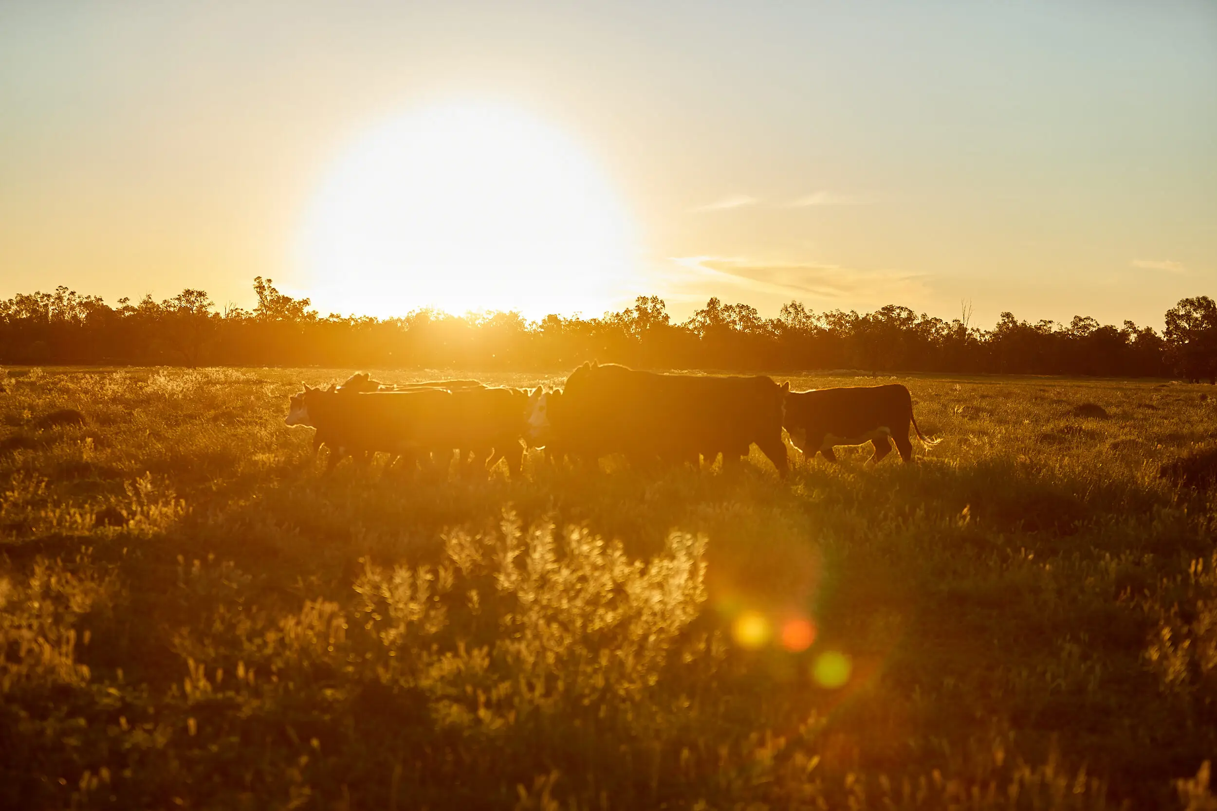 Cattle in a paddock at twilight